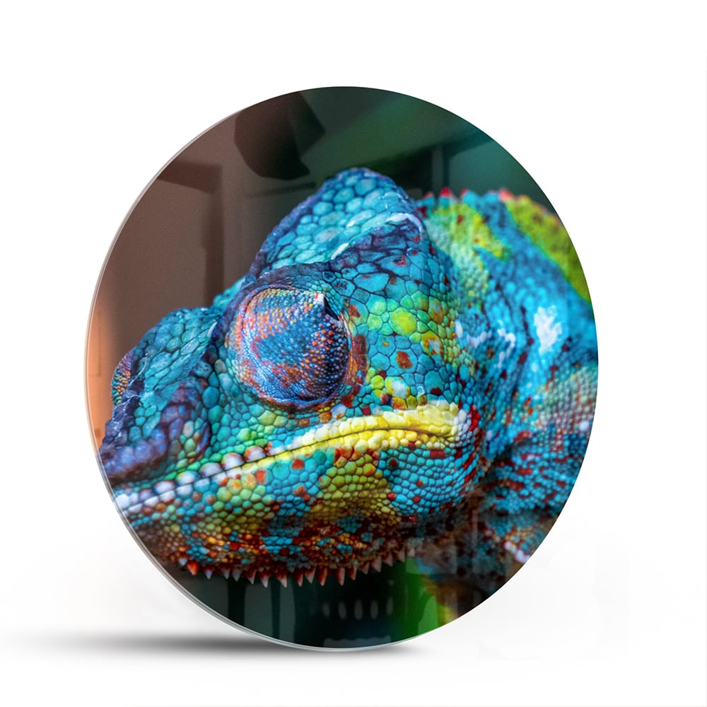 Farbenfrohes Chamäleon-Glasbild für Ihr Interieur – Glasbild aus Sicherheitsglas, Größe 140x70
