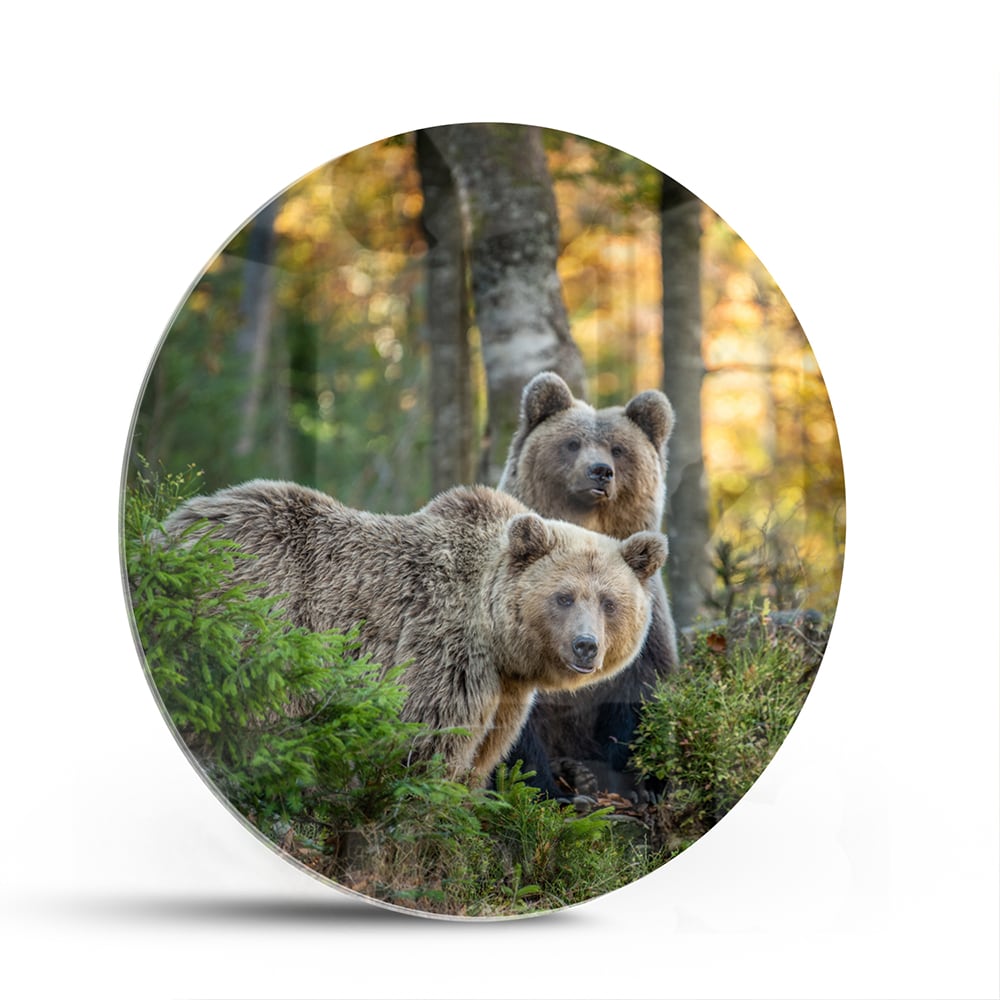 Glasbild mit zwei niedlichen Bären im Wald – Glasbild aus Sicherheitsglas, Größe 140x70