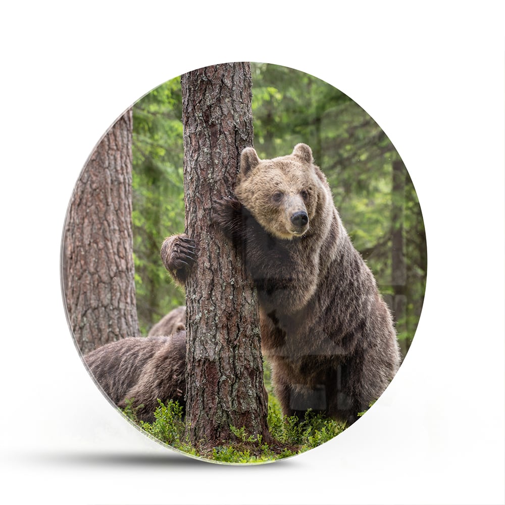 Glasbild mit beeindruckenden Grizzlybären in der Wildnis – Glasbild aus Sicherheitsglas, Größe 140x70