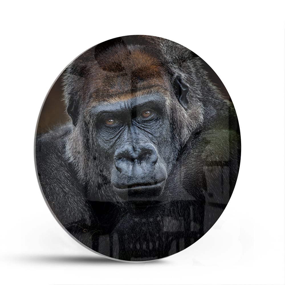 Beeindruckendes Glasbild mit einem Gorilla – Glasbild aus Sicherheitsglas, Größe 140x70