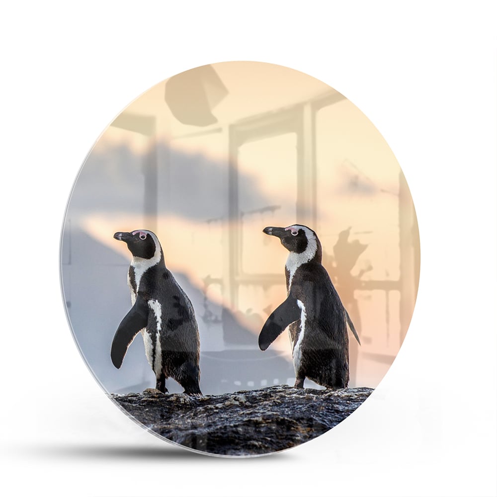 Glasbild mit Pinguinen bei Sonnenuntergang – Glasbild aus Sicherheitsglas, Größe 140x70