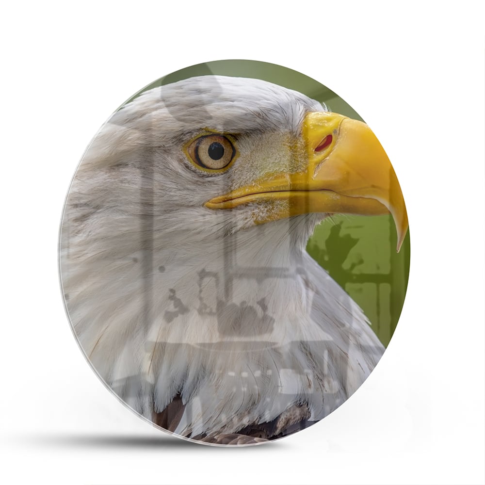 Glasbild mit majestätischem amerikanischen Weißkopfseeadler – Glasbild aus Sicherheitsglas, Größe 140x70