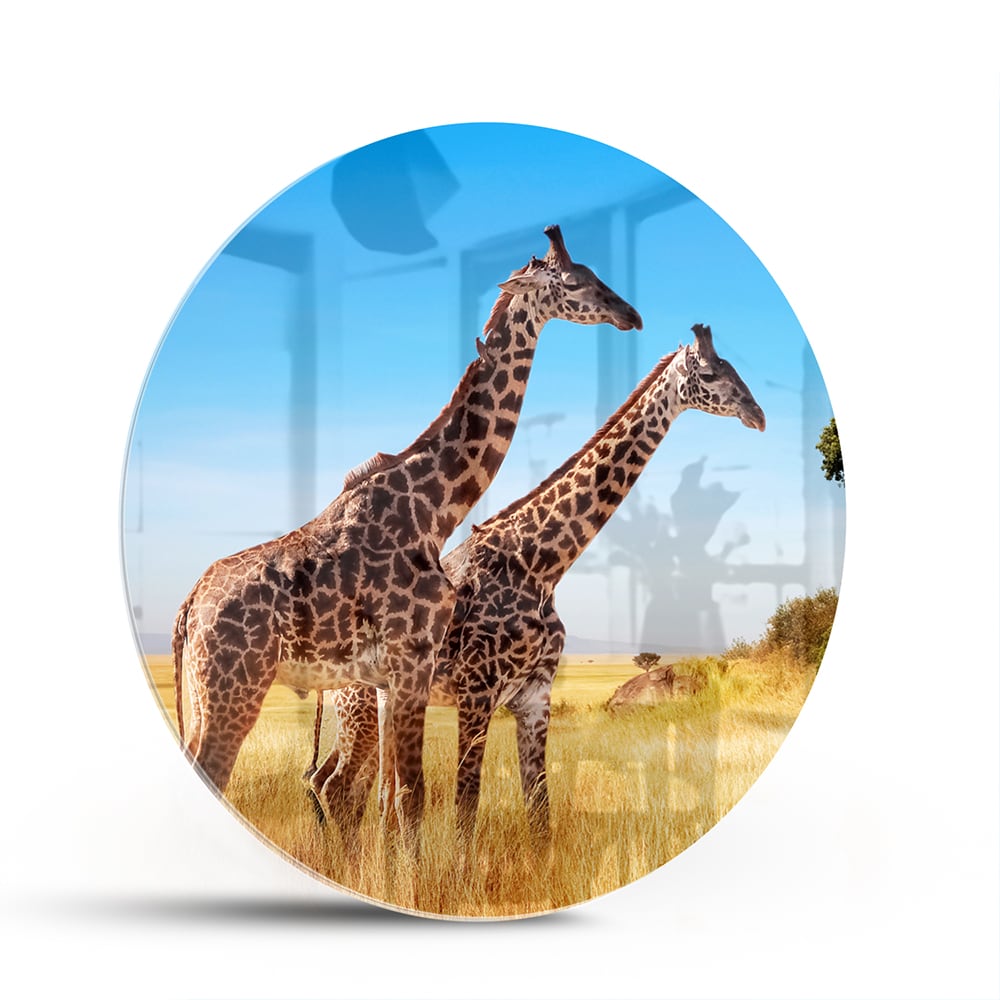 Glasbild mit zwei Giraffen in der afrikanischen Landschaft – Glasbild aus Sicherheitsglas, Größe 140x70