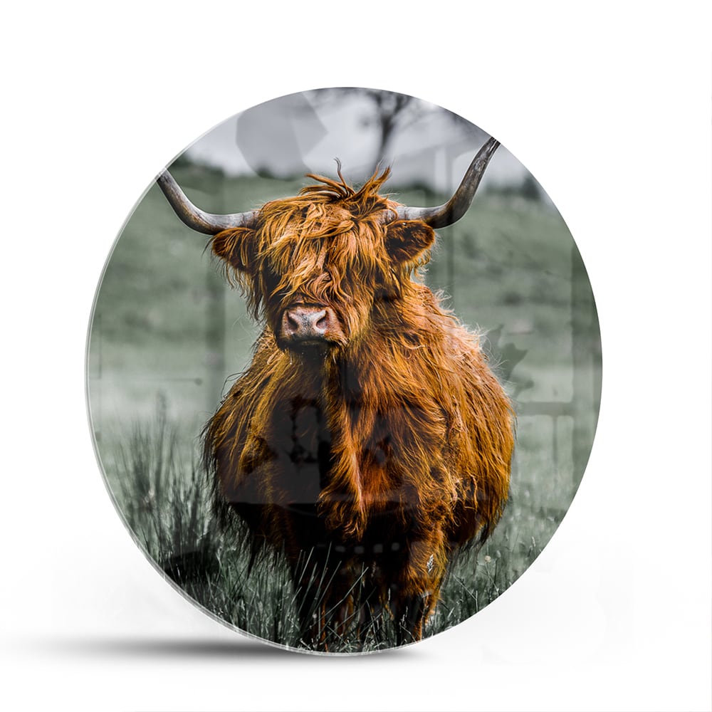 Glasbild mit einem schottischen Hochlandrind – Glasbild aus Sicherheitsglas, Größe 140x70