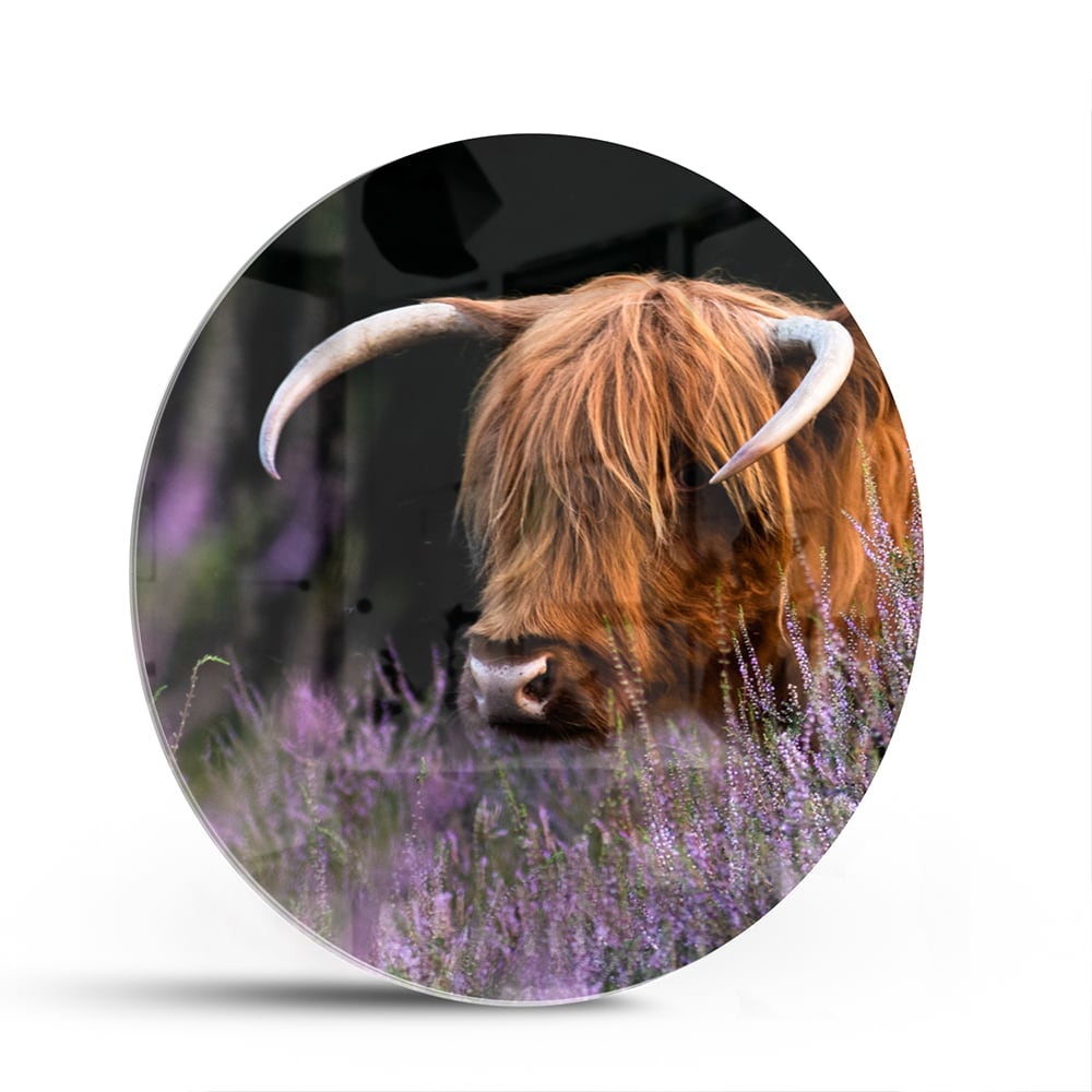 Glasbild mit einem schottischen Hochlandrind in Lavendel – Glasbild aus Sicherheitsglas, Größe 140x70