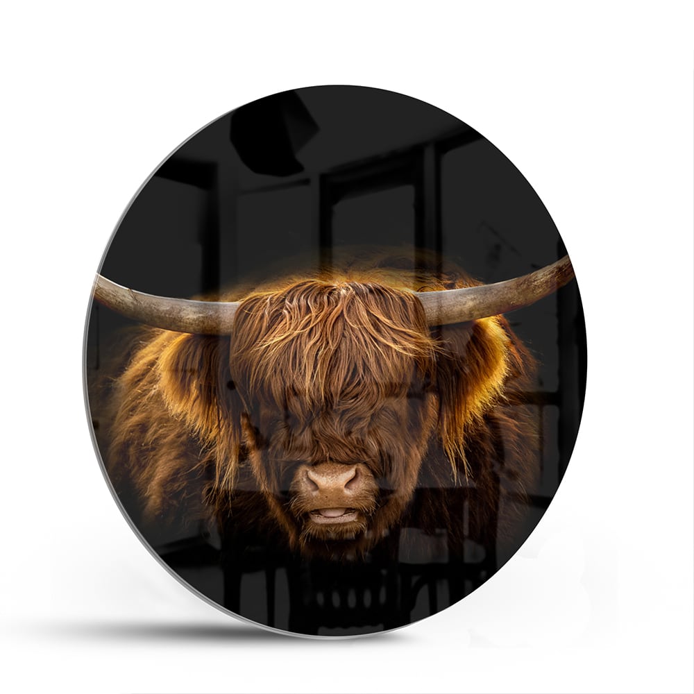 Beeindruckendes Glasbild mit Highland-Rind – Glasbild aus Sicherheitsglas, Größe 140x70