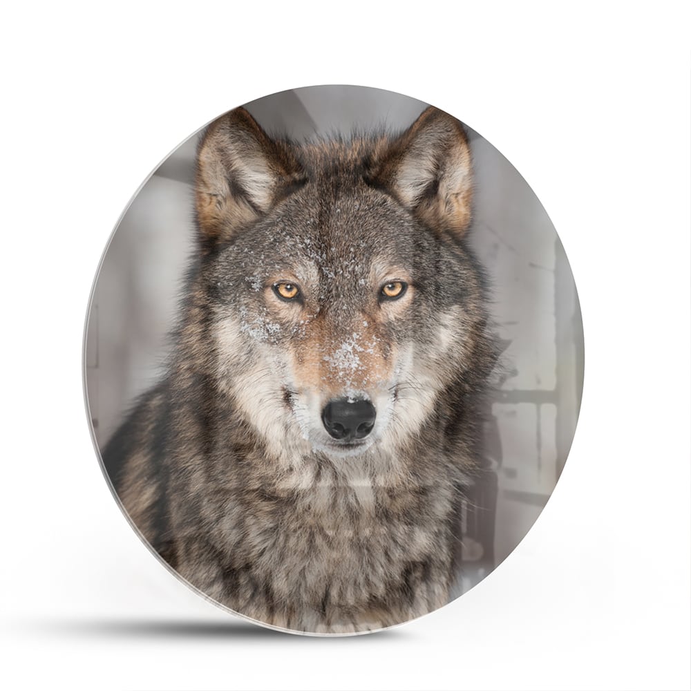 Beeindruckendes Glasbild mit einem Wolf – Glasbild aus Sicherheitsglas, Größe 140x70