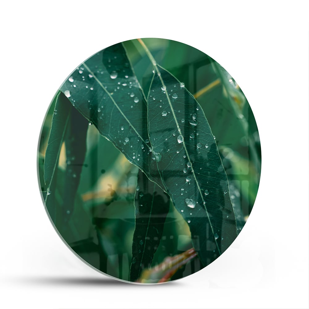 Glasbild mit grünen Blättern und Tautropfen – Glasbild aus Sicherheitsglas, Größe 140x70
