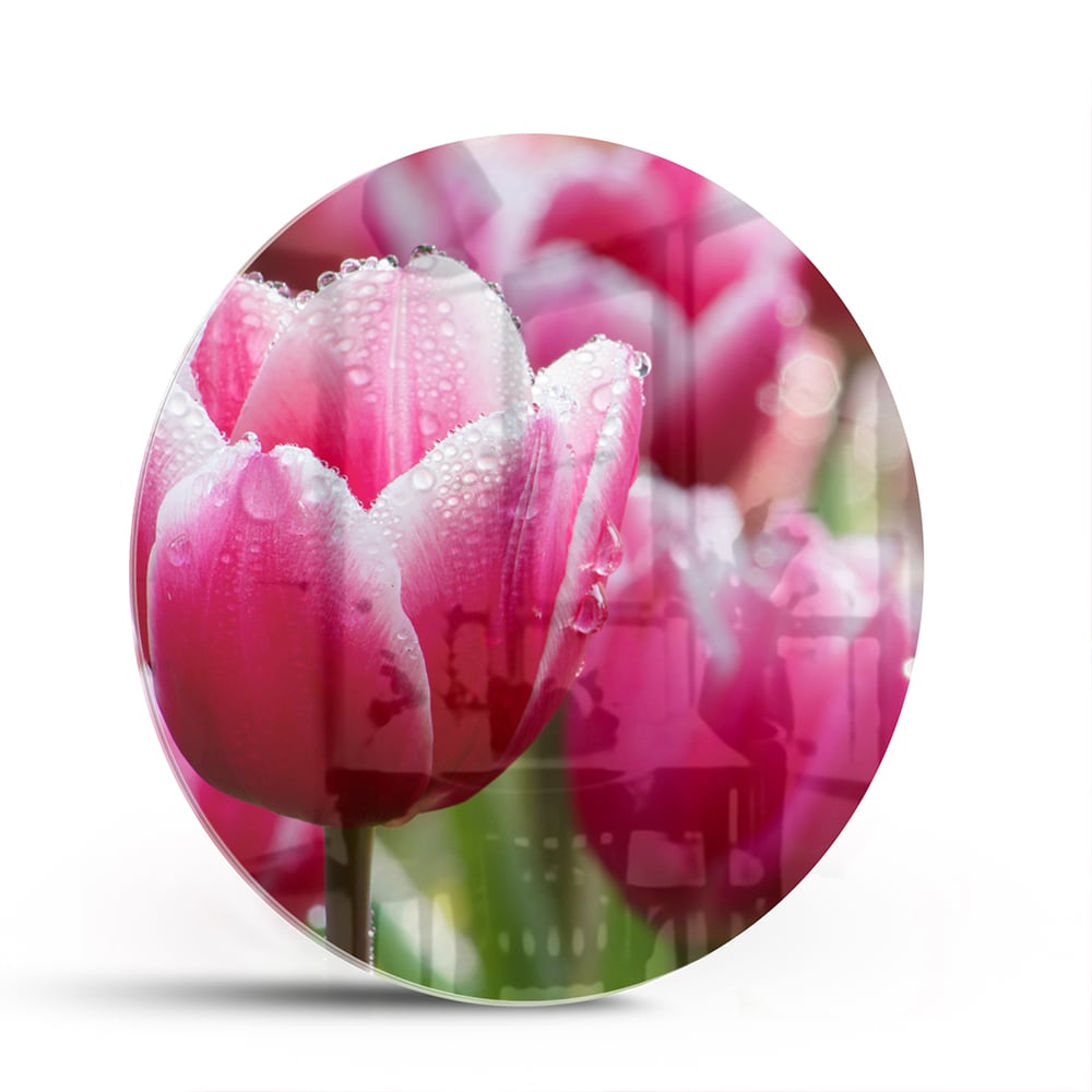 Glasbild mit bezaubernden rosa Tulpen – Glasbild aus Sicherheitsglas, Größe 140x70