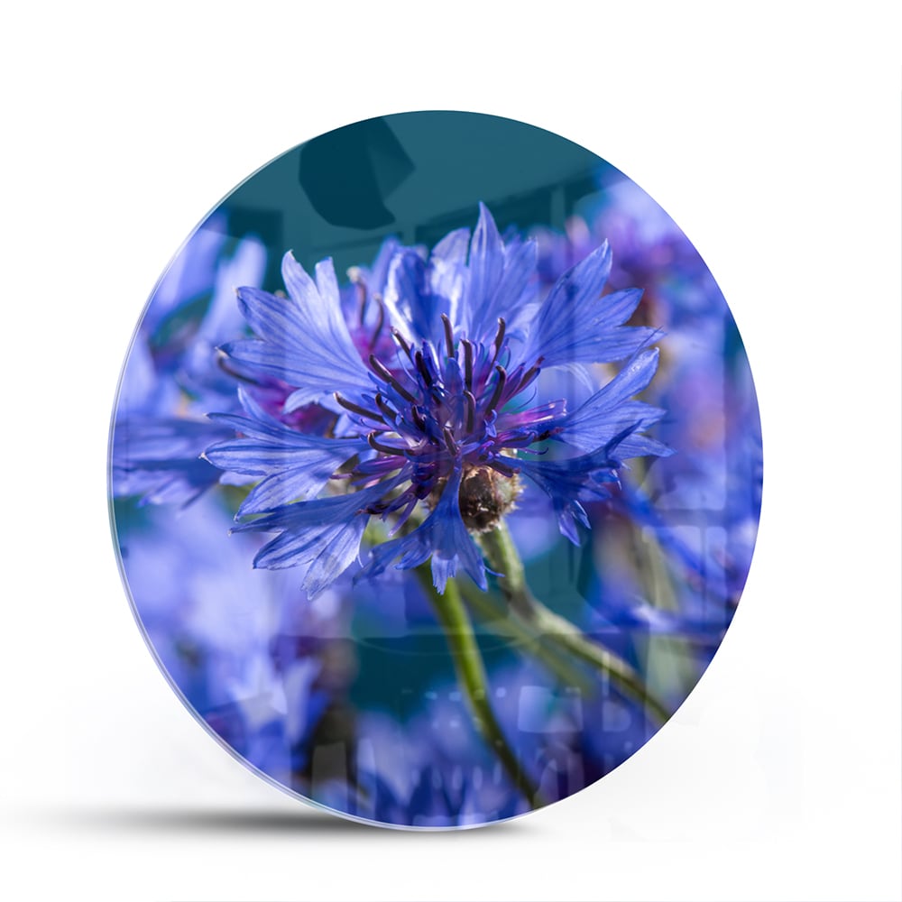 Wunderschönes violettes Glasbild mit Blumenmotiv – Glasbild aus Sicherheitsglas, Größe 140x70