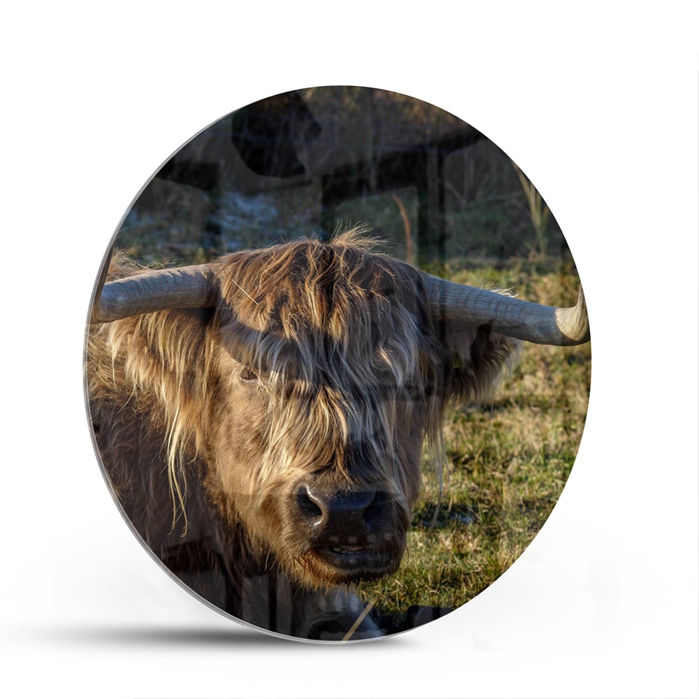 Glasbild mit einem Highland-Rind in natürlichem Licht – Glasbild aus Sicherheitsglas, Größe 140x70