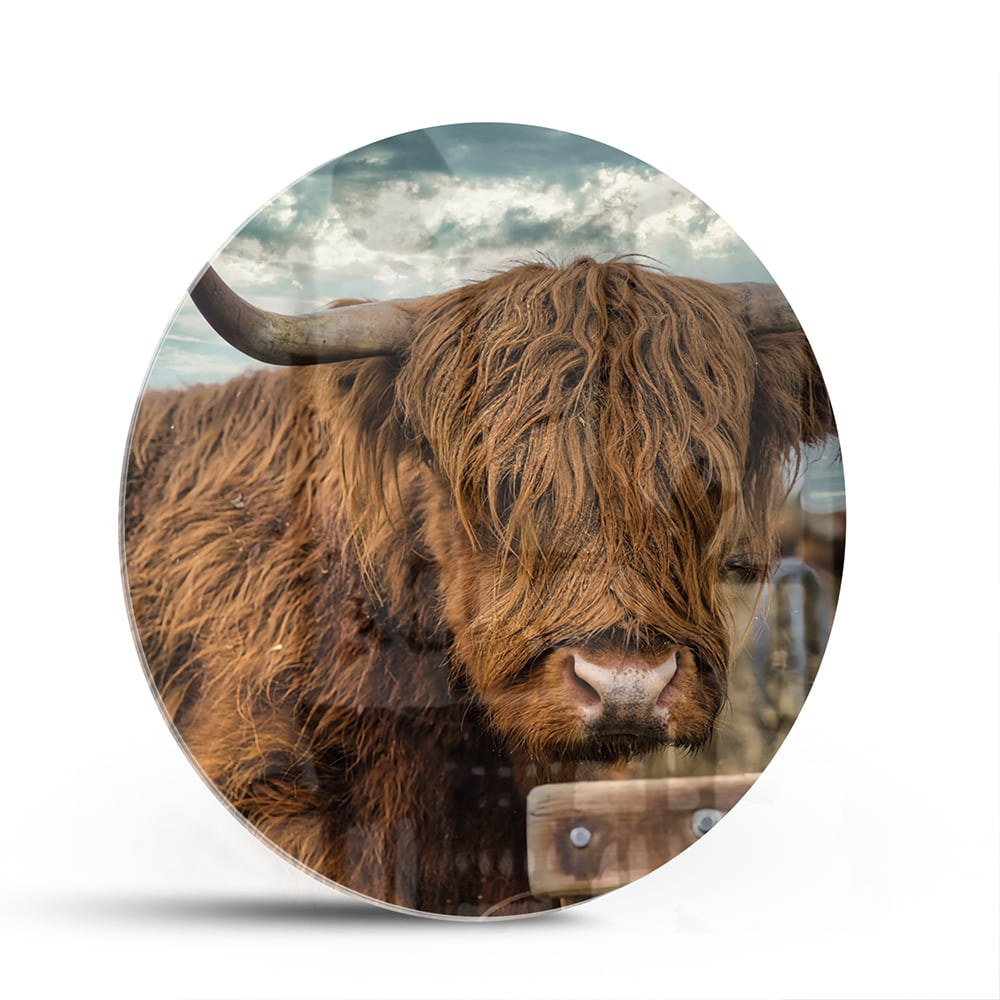 Glasbild mit einem Hochlandrind in der Natur – Glasbild aus Sicherheitsglas, Größe 140x70