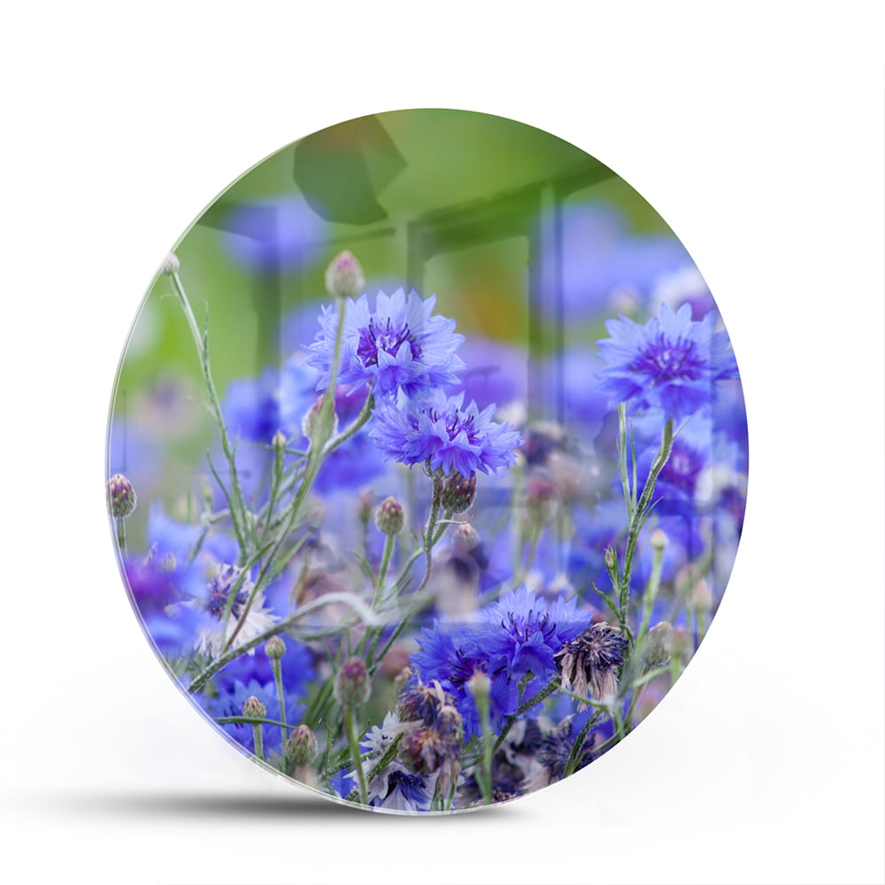 Glasbild mit violetten Blumen in ruhiger Szenerie – Glasbild aus Sicherheitsglas, Größe 140x70