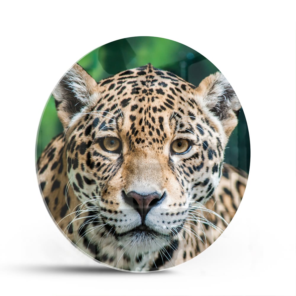 Beeindruckendes Glasbild mit einem Jaguar – Glasbild aus Sicherheitsglas, Größe 140x70