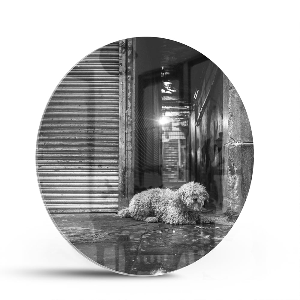 Schwarz-Weiß-Glasbild mit Hund in regnerischer Straßenszene – Glasbild aus Sicherheitsglas, Größe 140x70