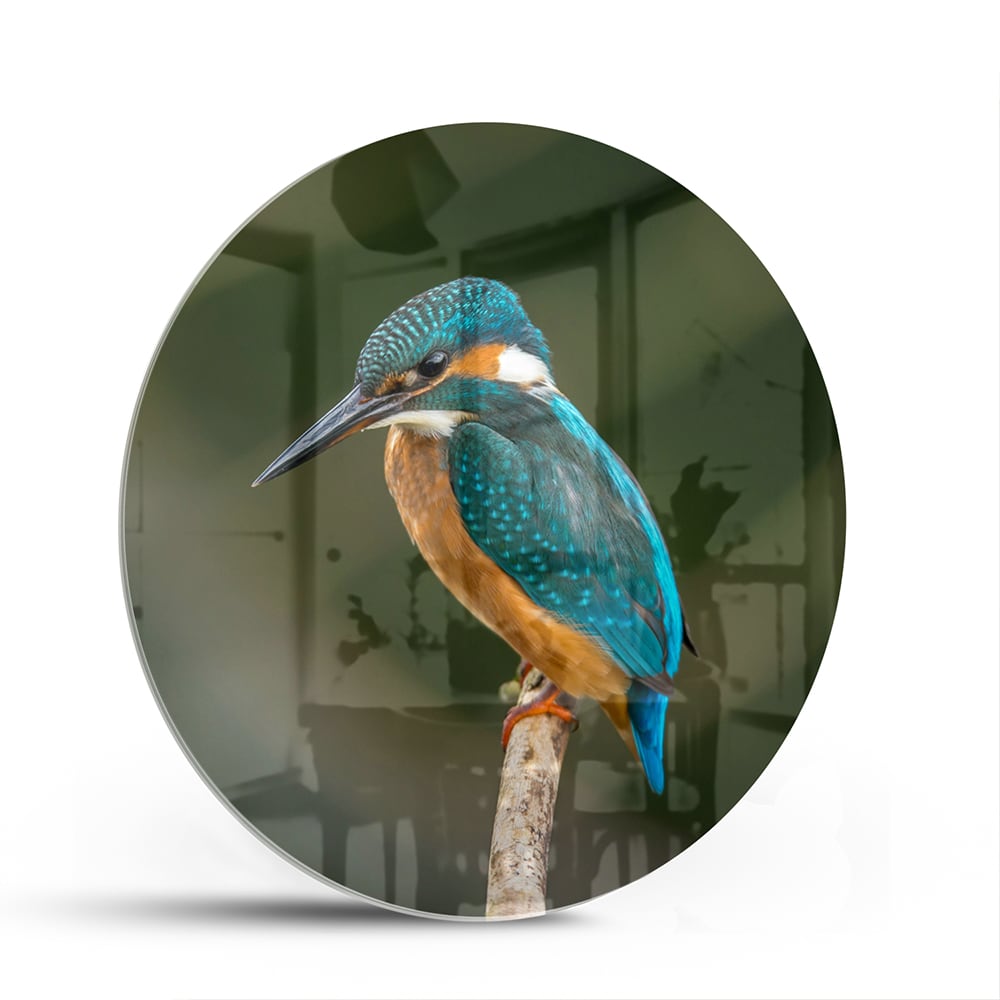 Elegantes Glasbild mit einem Eisvogel – Glasbild aus Sicherheitsglas, Größe 140x70