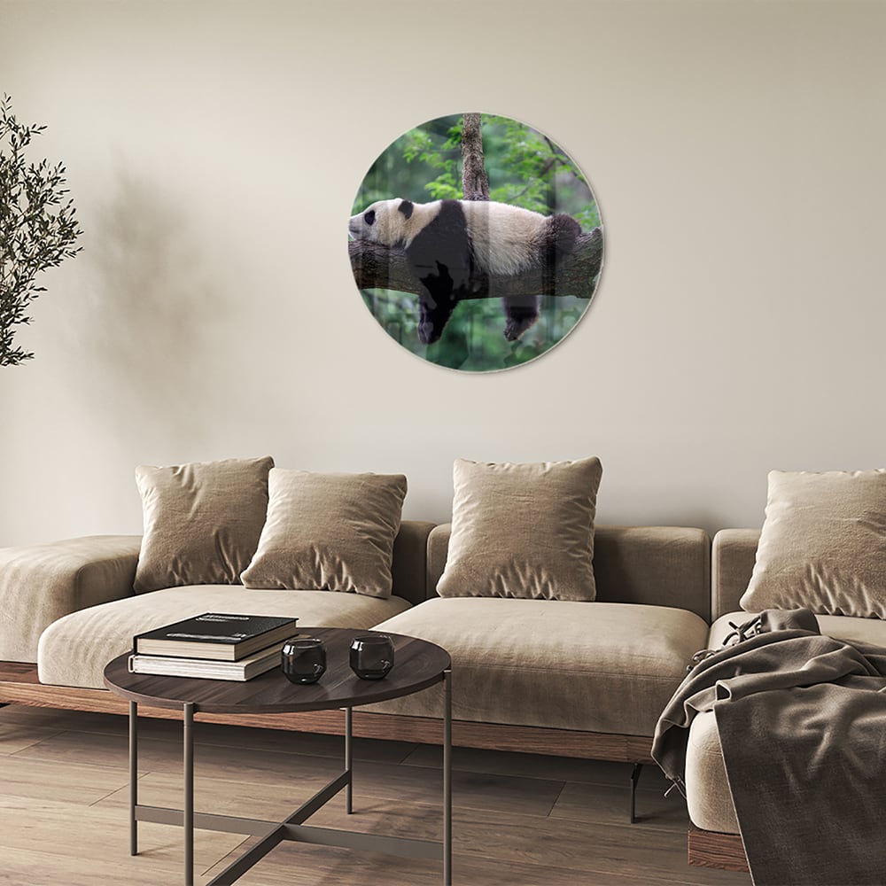 Glasbild mit entspanntem Panda auf einem Ast