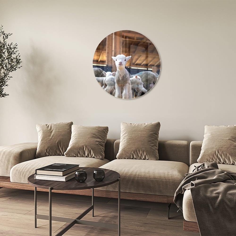 Glasbild – Niedliche Lämmer in einem Stall