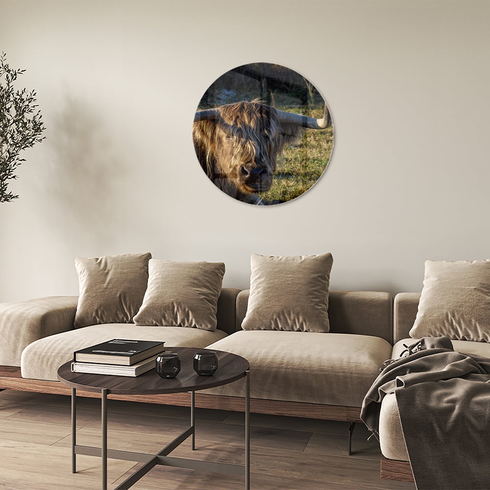 Glasbild mit einem Highland-Rind in natürlichem Licht